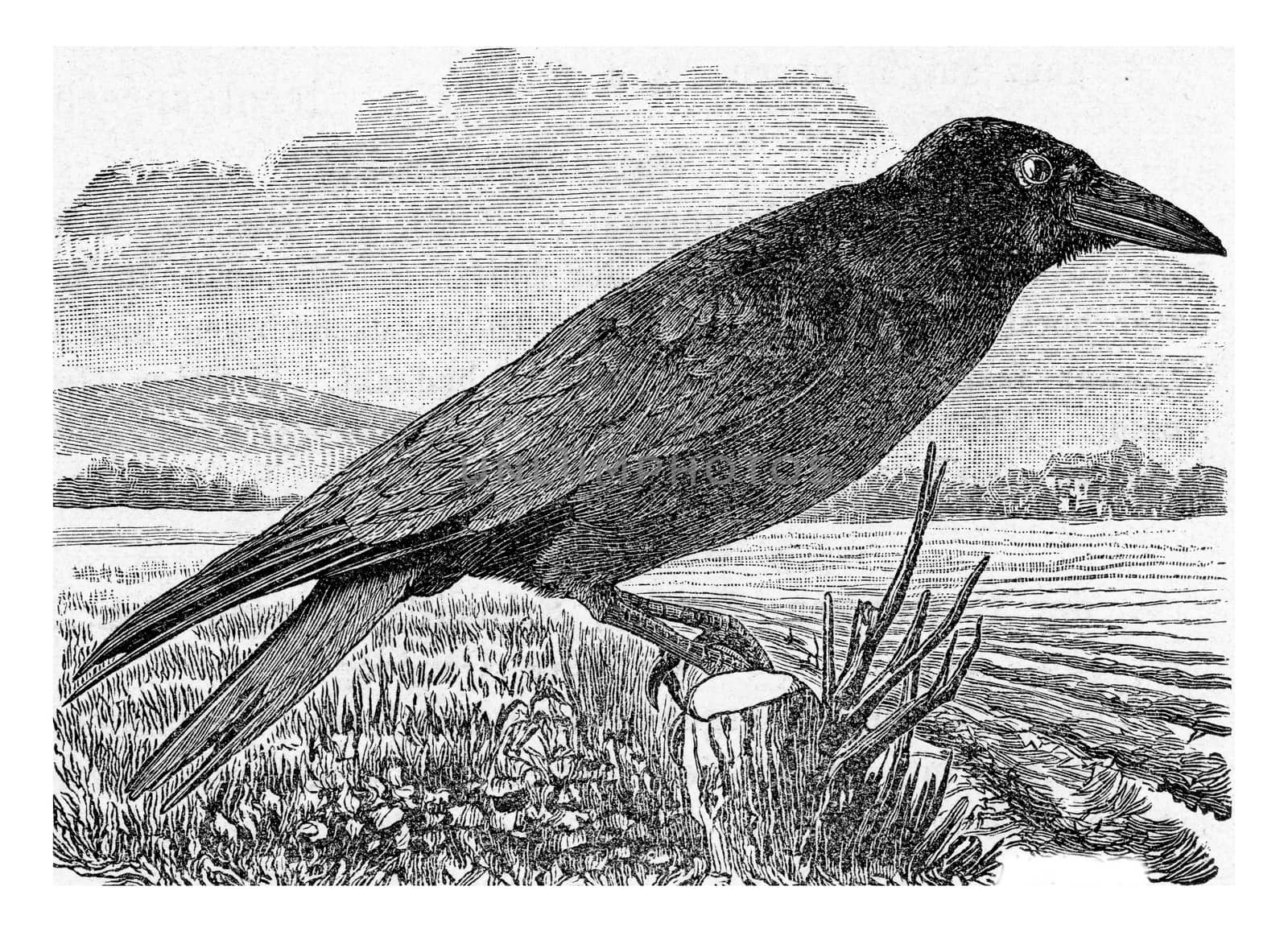 The Rook, vintage engraving. by Morphart