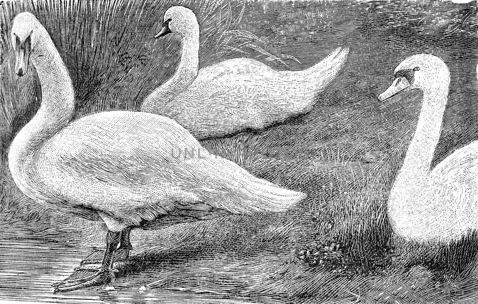 The Swan, vintage engraved illustration. From Deutch Vogel Teaching in Zoology.
