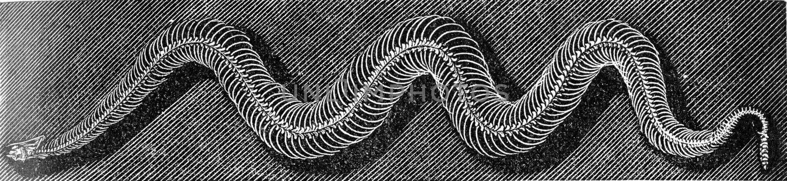 Skeleton of the grass snake, vintage engraved illustration. From Deutch Vogel Teaching in Zoology.
