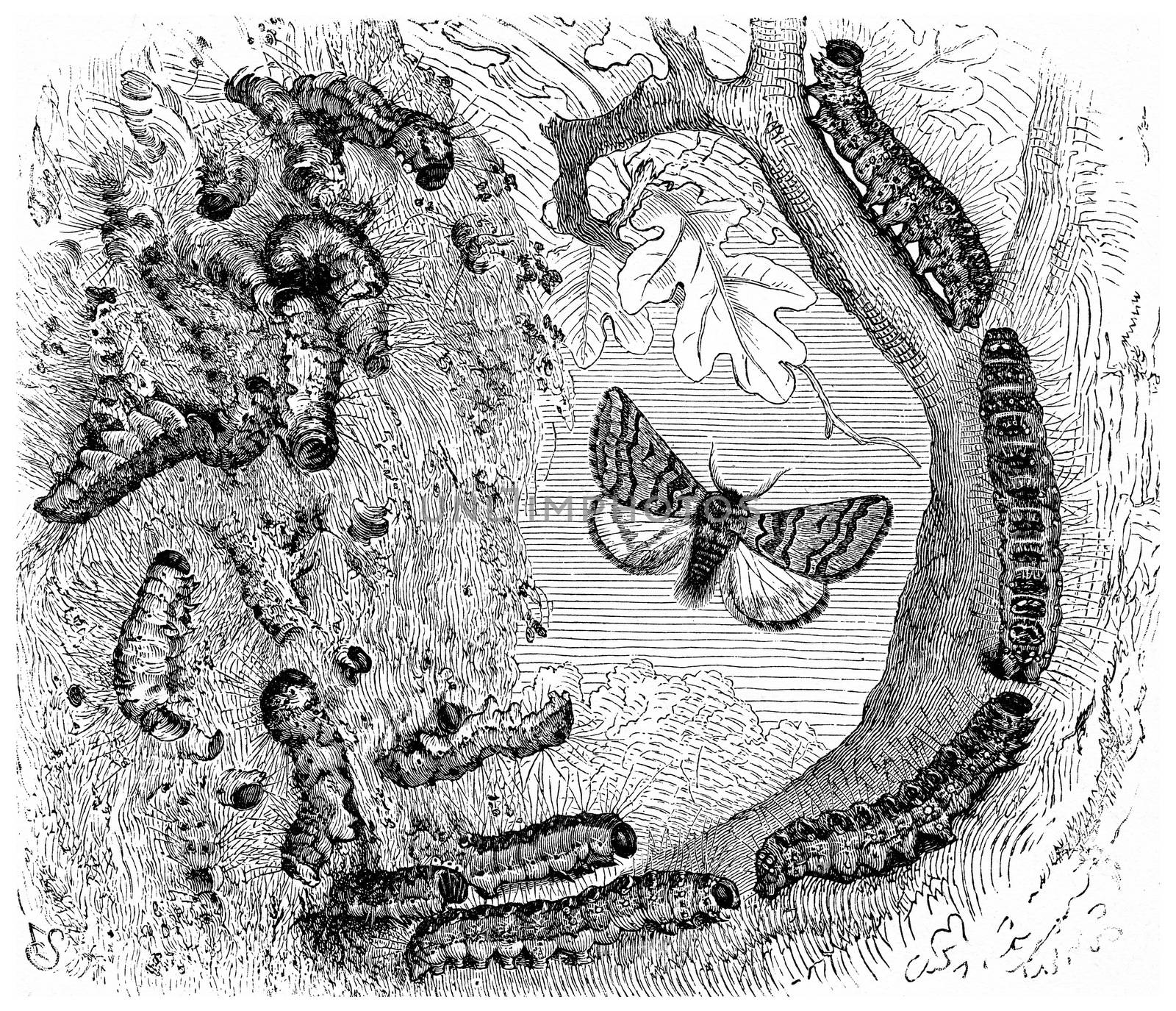 Armyworms, vintage engraving. by Morphart