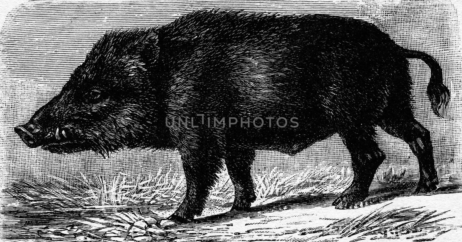 Boar, vintage engraved illustration. La Vie dans la nature, 1890.
