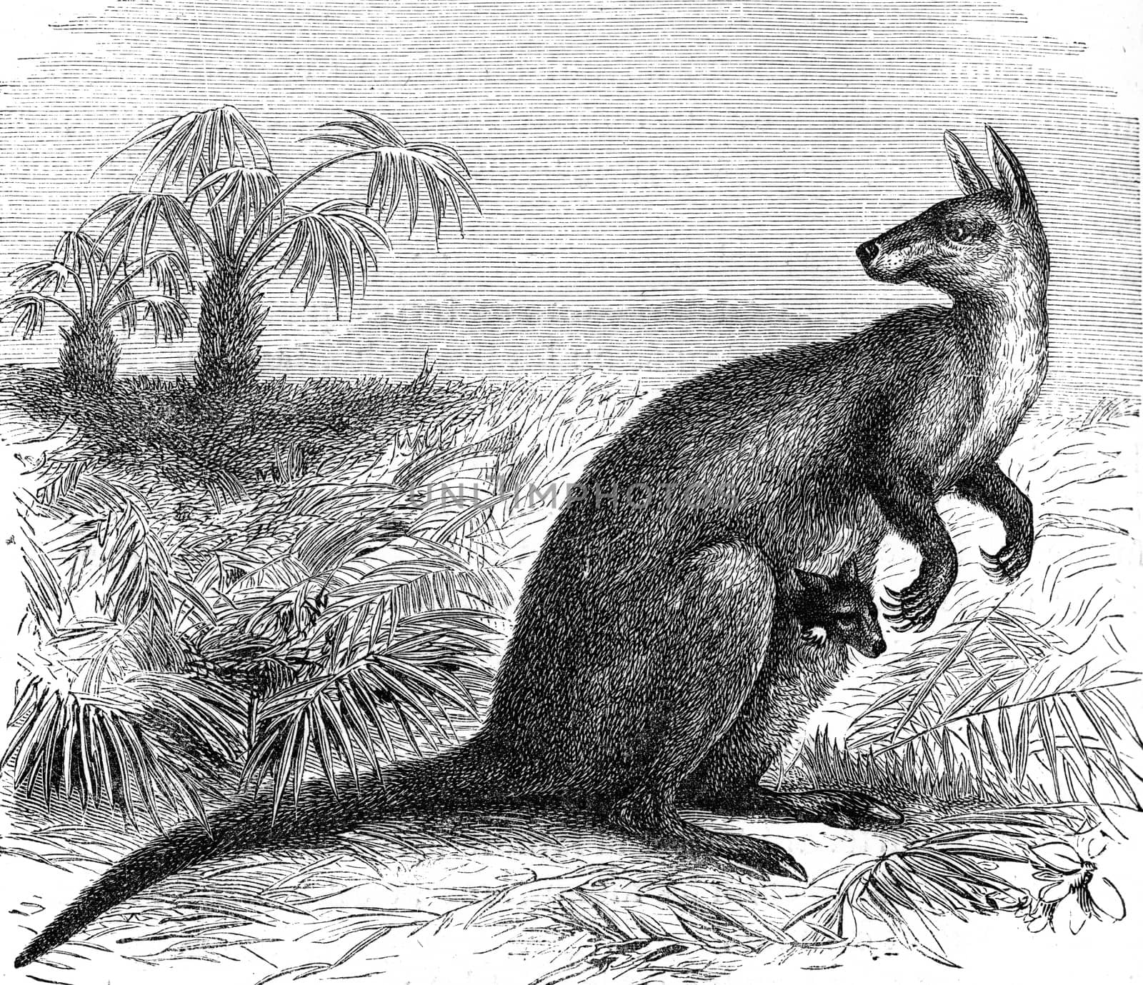 Giant Kangaroo rat, vintage engraved illustration. From Zoology Elements from Paul Gervais.
