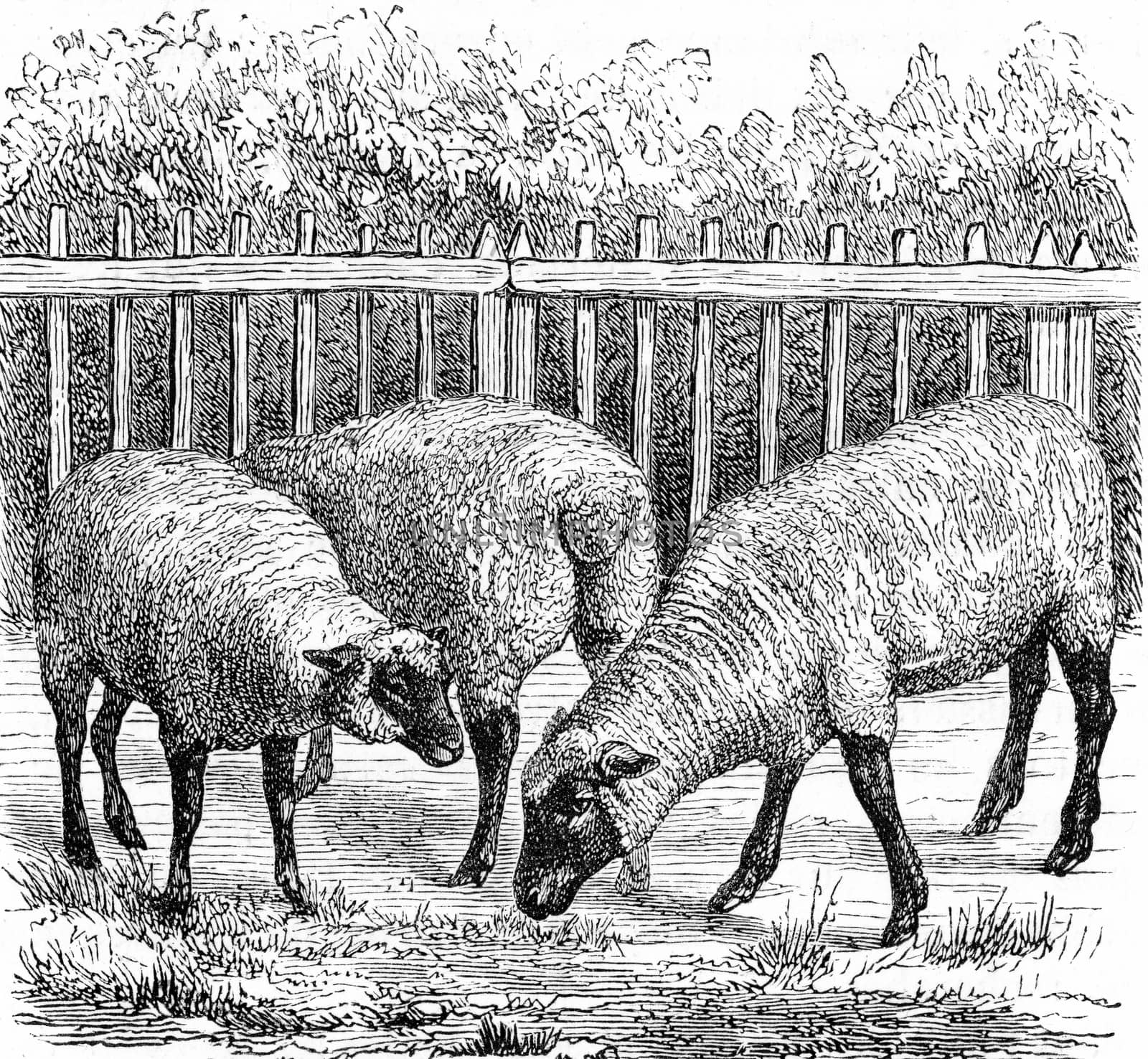 Sheep of the English breed known as south-down, vintage engraved illustration. From Zoology Elements from Paul Gervais.
