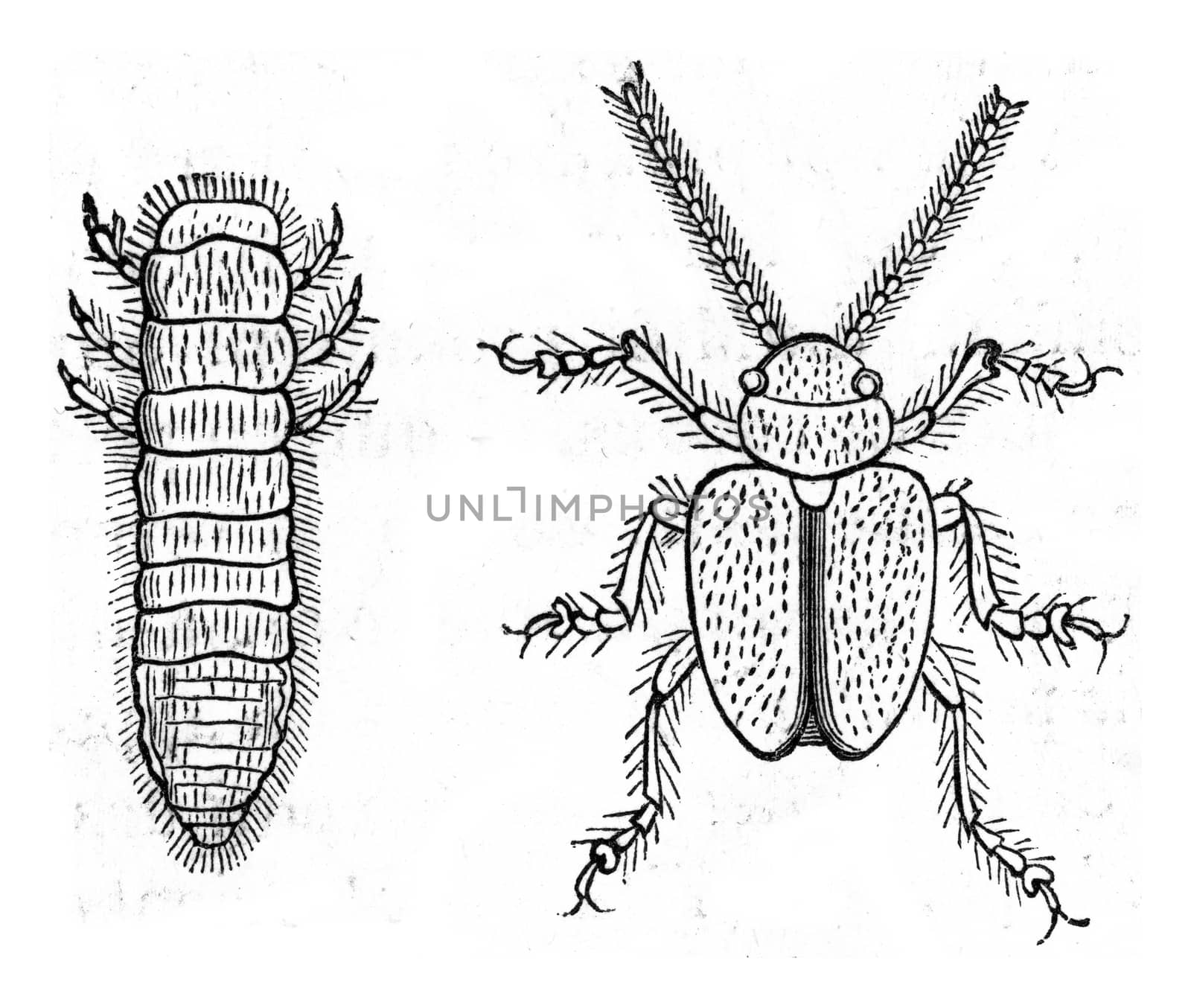 Colaspis of alfalfa, larva and adult state, vintage engraved illustration. From Zoology Elements from Paul Gervais.
