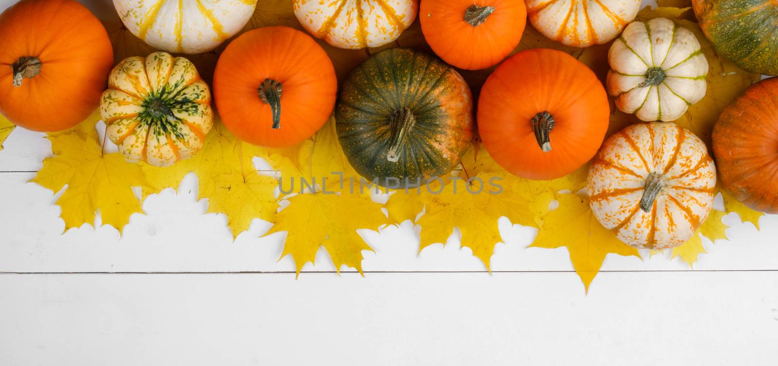 Many colorful pumpkins and maple leaves frame on white wooden background , autumn harvest , Halloween or Thanksgiving concept