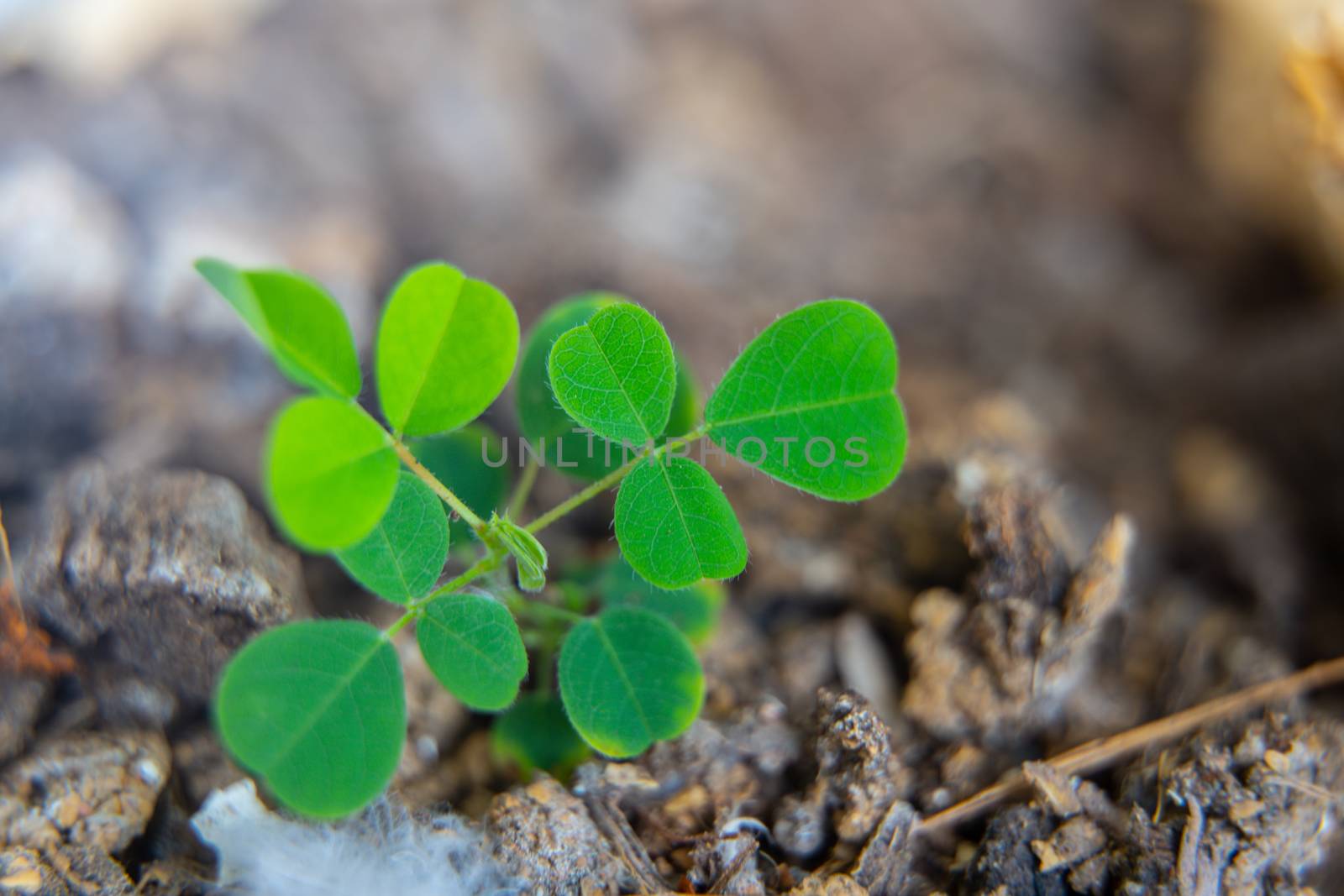 Young growing little tree with chunk of earth by peerapixs