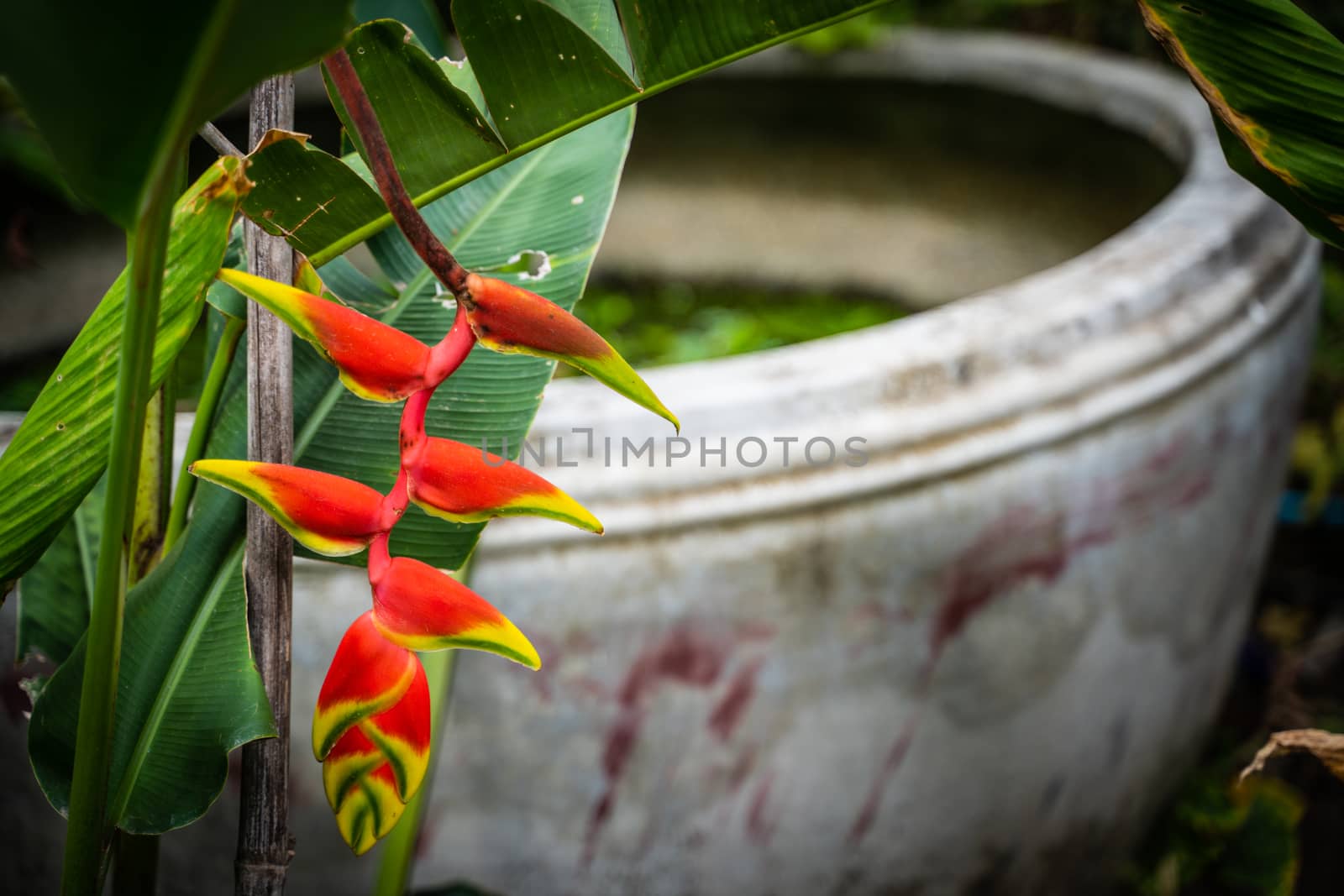 Hanging Lobster Claw Tropical Jungle Plant Close Up