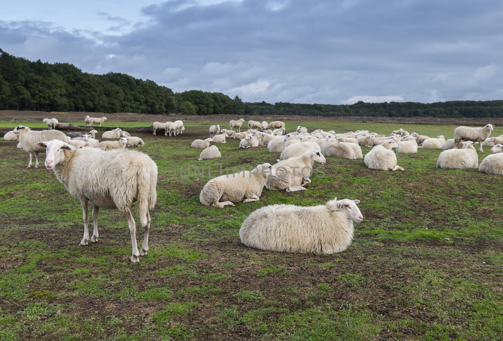 sheeps on the ginkel heather in holland by compuinfoto