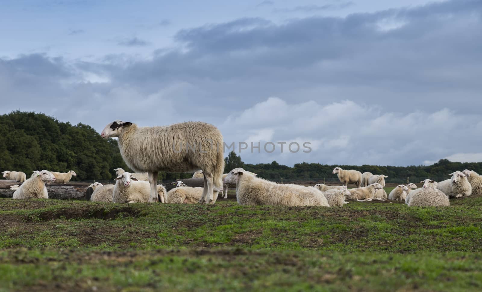 sheeps on the ginkel heather in holland by compuinfoto