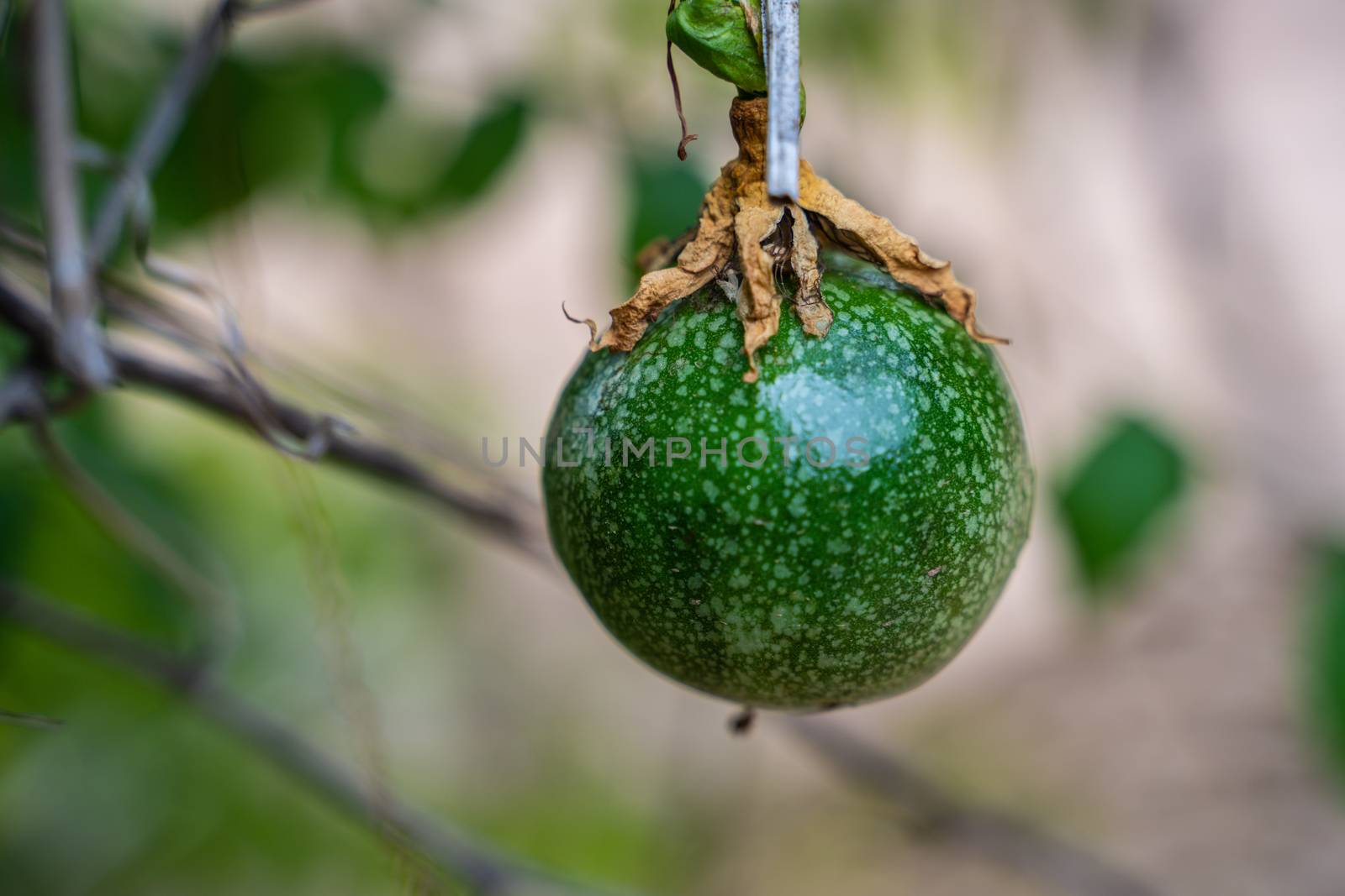 Fresh green passion fruit on vine from frame. Background