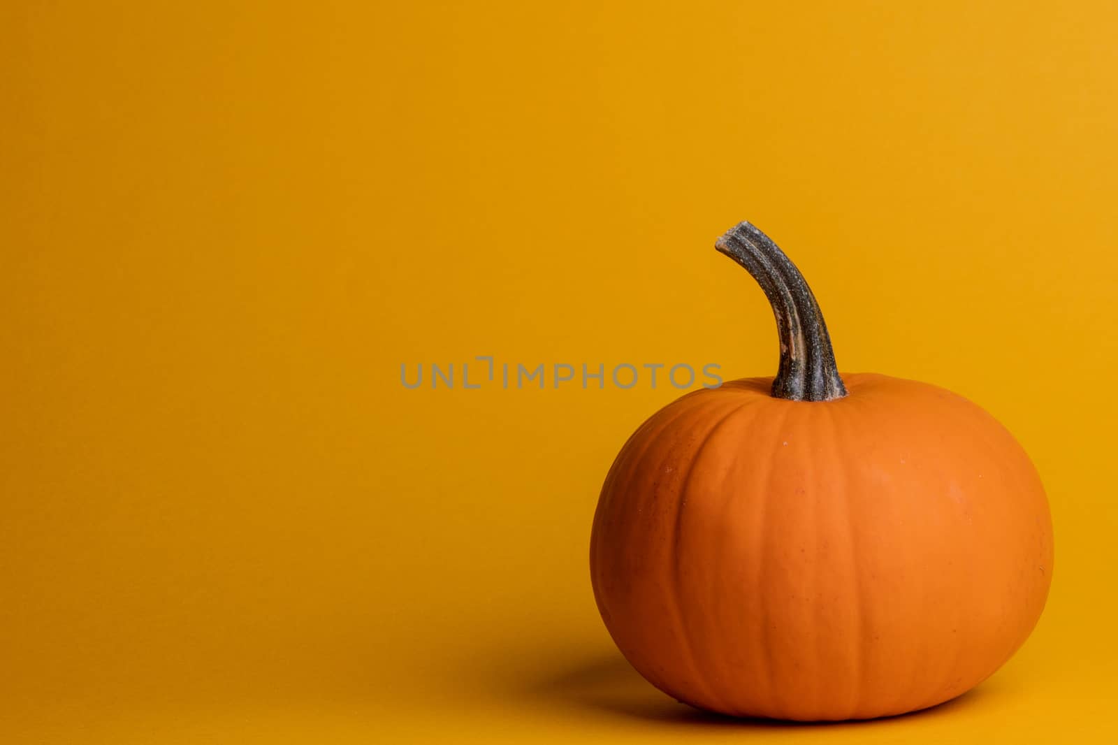 Holiday halloween background with pumpkin on orange, copy space for text