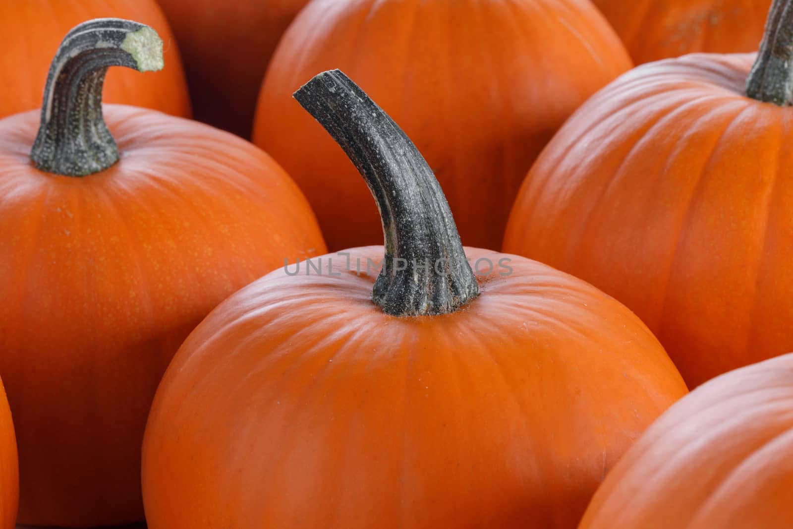 Many orange pumpkins background , Halloween holiday concept