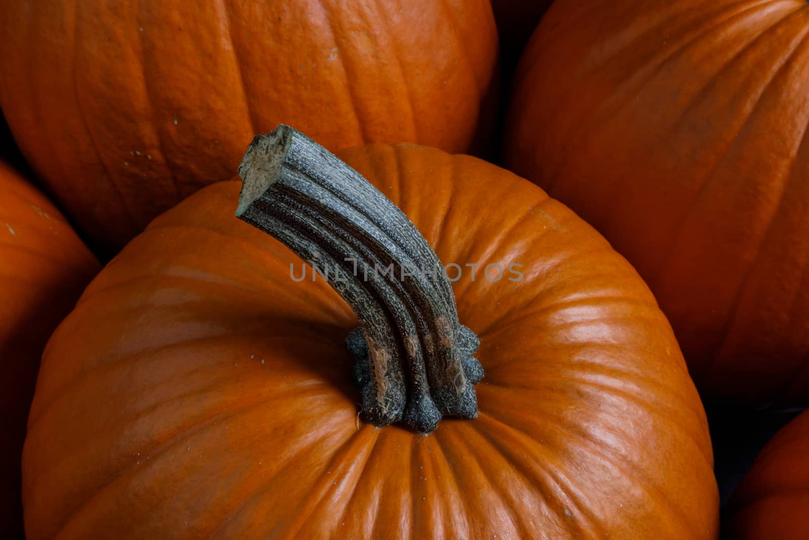 Many orange pumpkins background , Halloween holiday concept