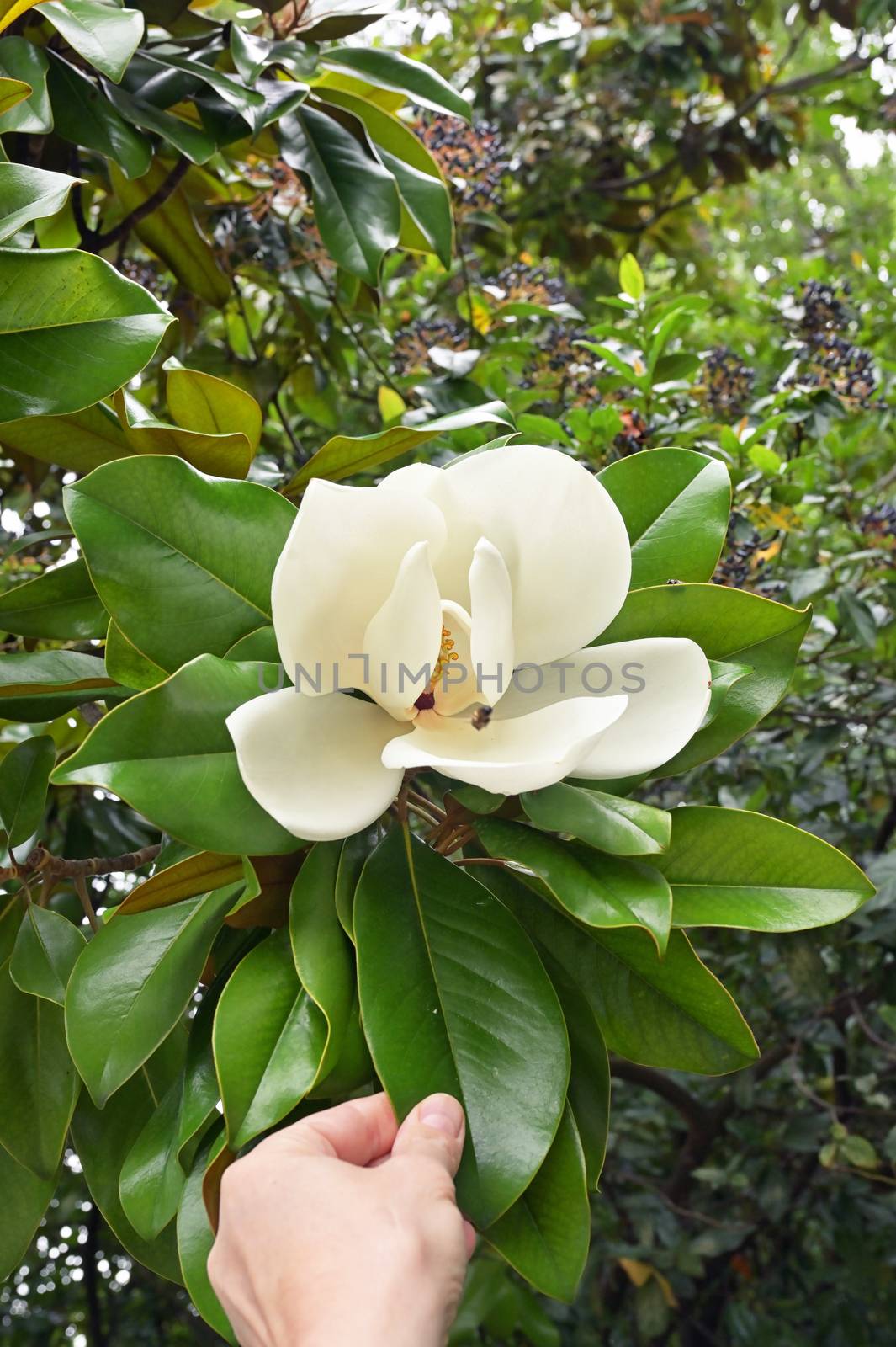 Beautiful white flower of the Magnolia Grandiflora, or Southern Magnolia