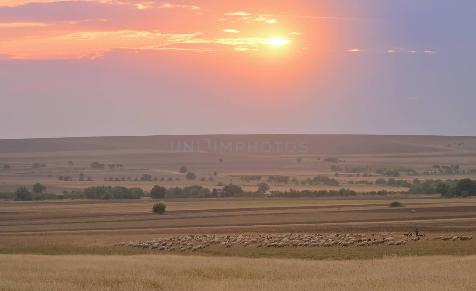 Sheep On Field In Warm Sunset Light