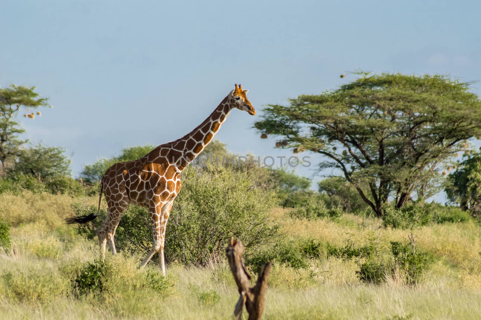 Giraffe crossing the trail in Samburu Park  by Philou1000