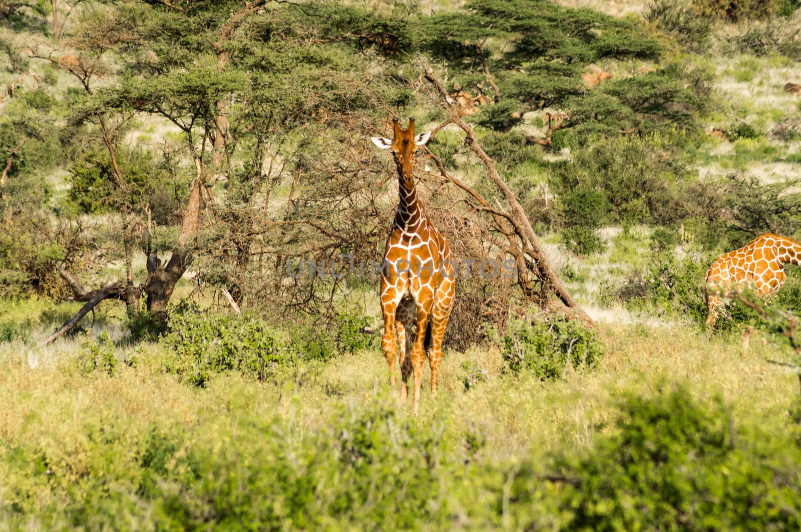 Giraffe crossing the trail in Samburu Park  by Philou1000