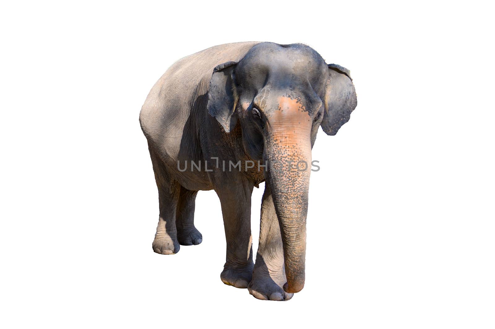 Large brown elephant White background Isolate by sarayut_thaneerat