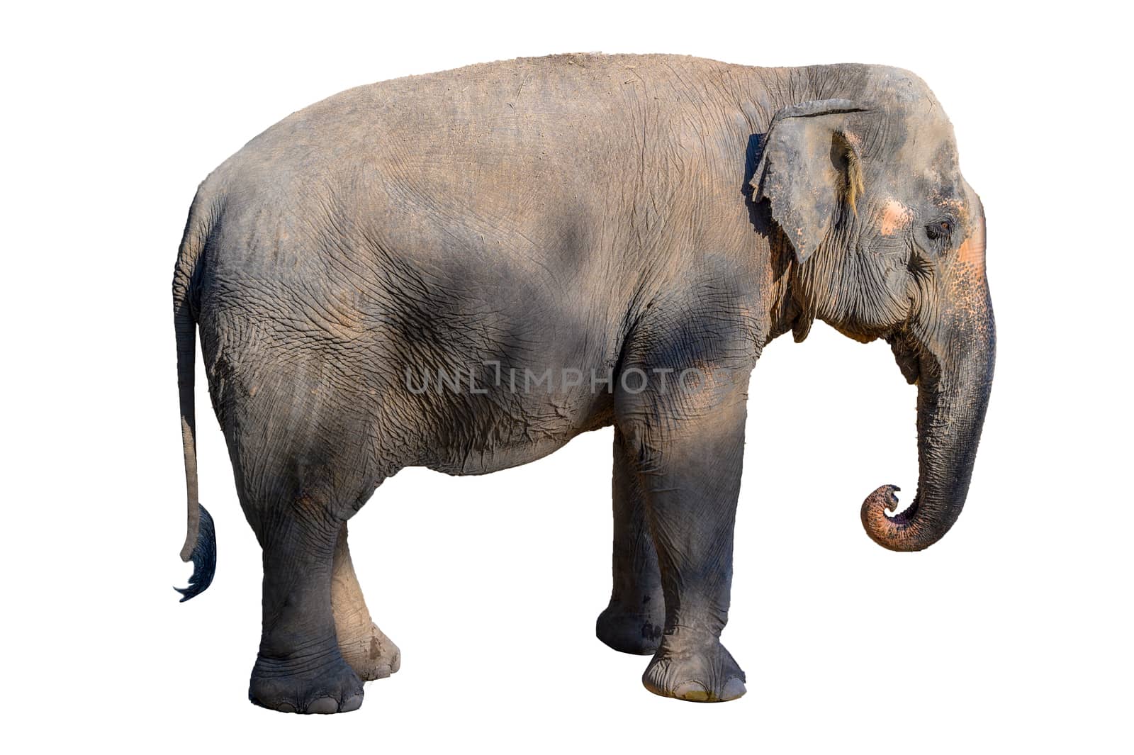 Large brown elephant White background Isolate by sarayut_thaneerat