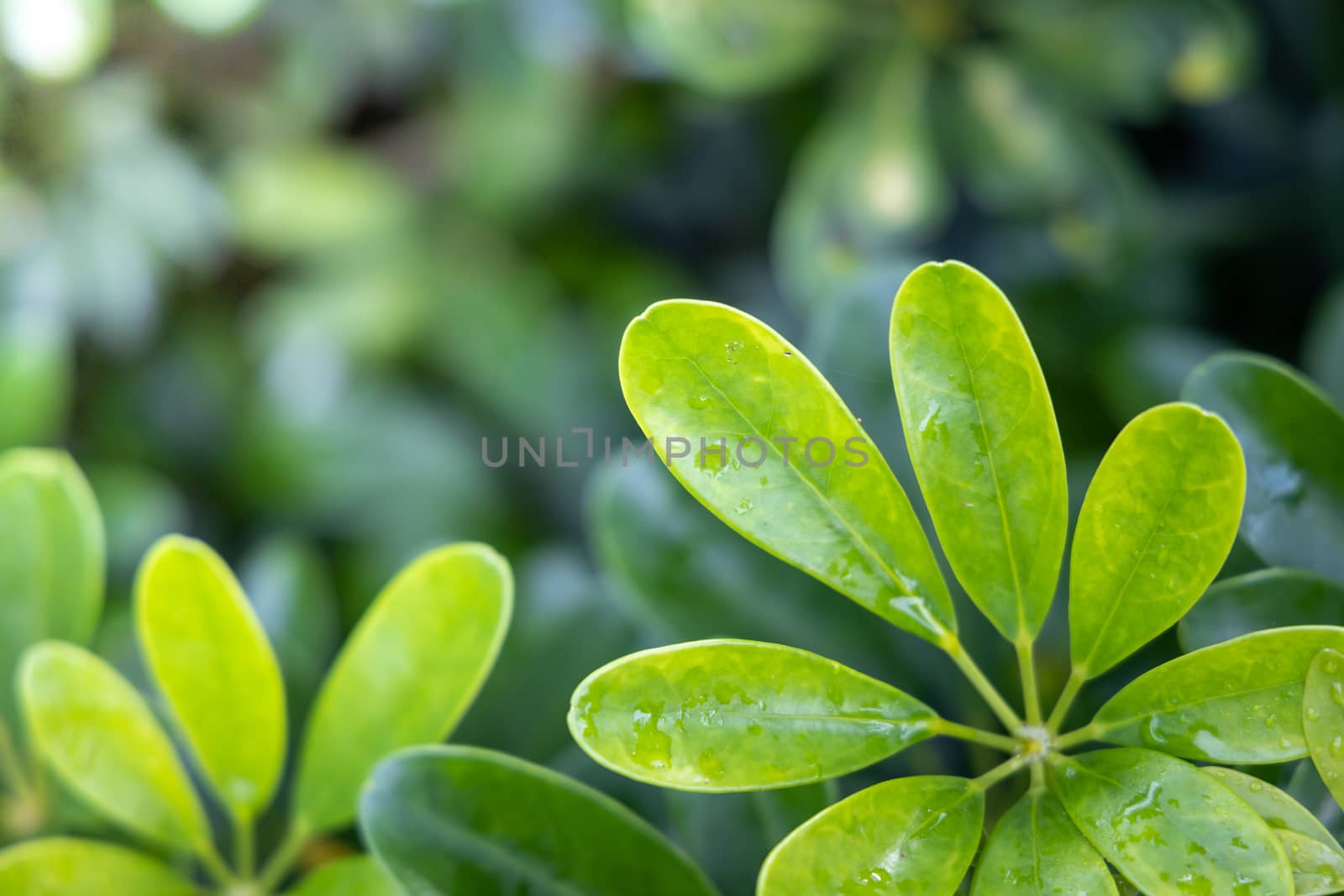 Close Up green leaf under sunlight in the garden. Natural backgr by teerawit