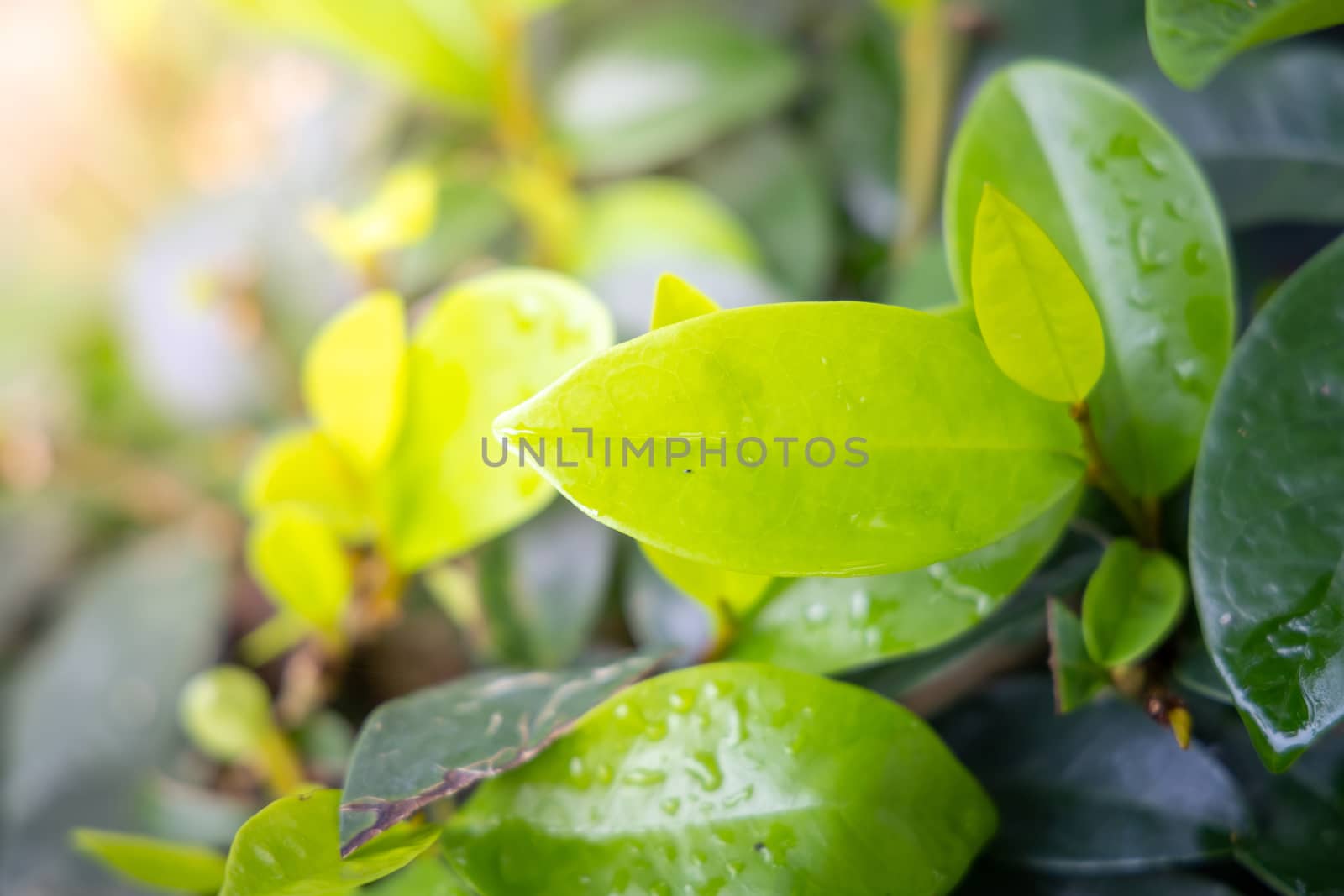 Close Up green leaf under sunlight in the garden. Natural background with copy space.