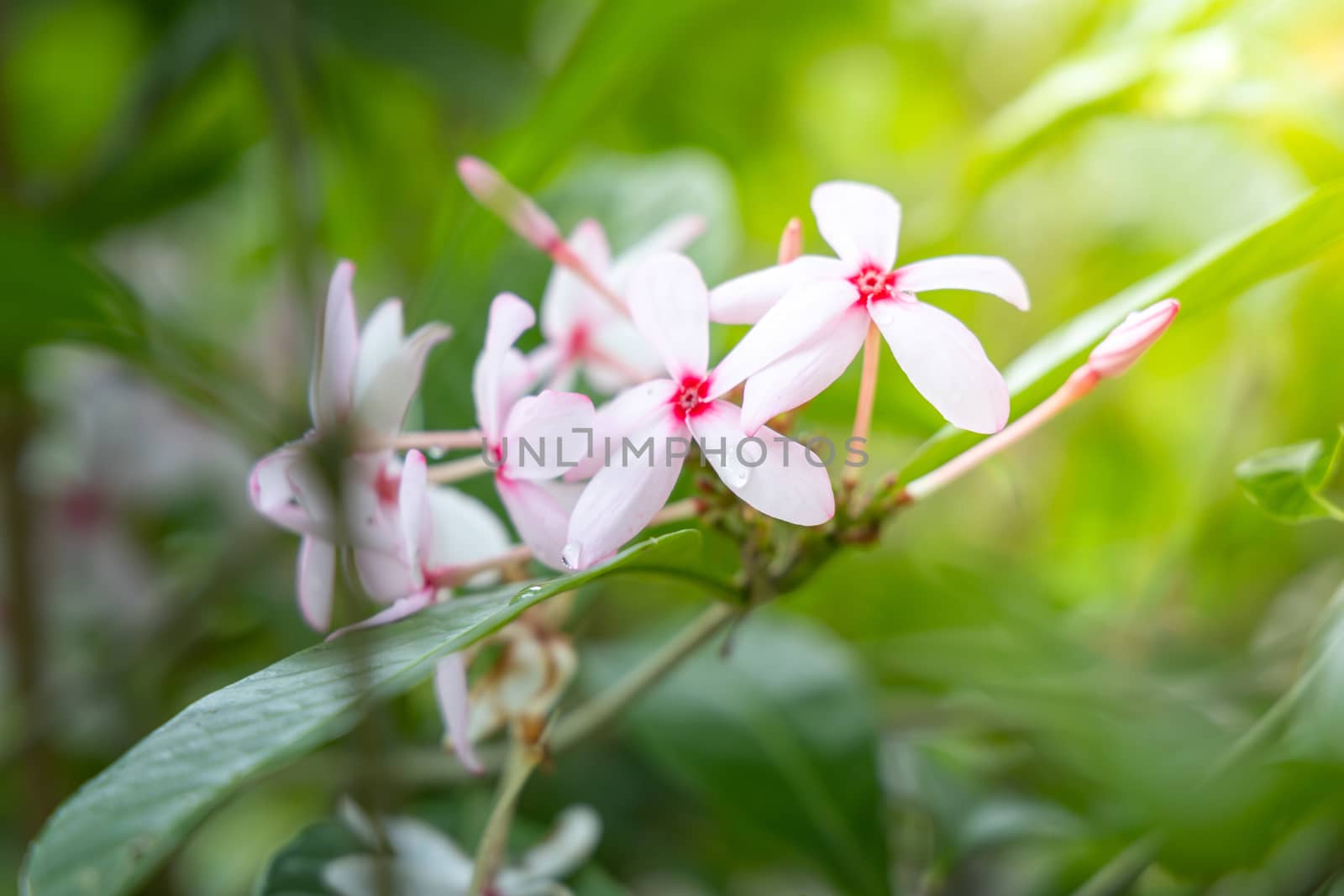 The background image of the colorful flowers, background nature