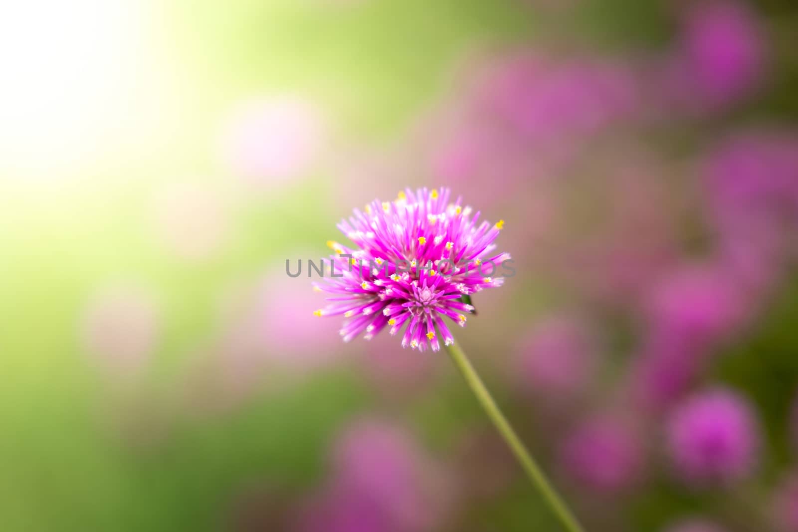 The background image of the colorful flowers, background nature