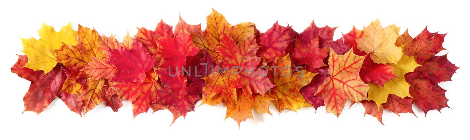 Isolated Autumn Leaves border frame stripe isolated on white design element with copy space for text