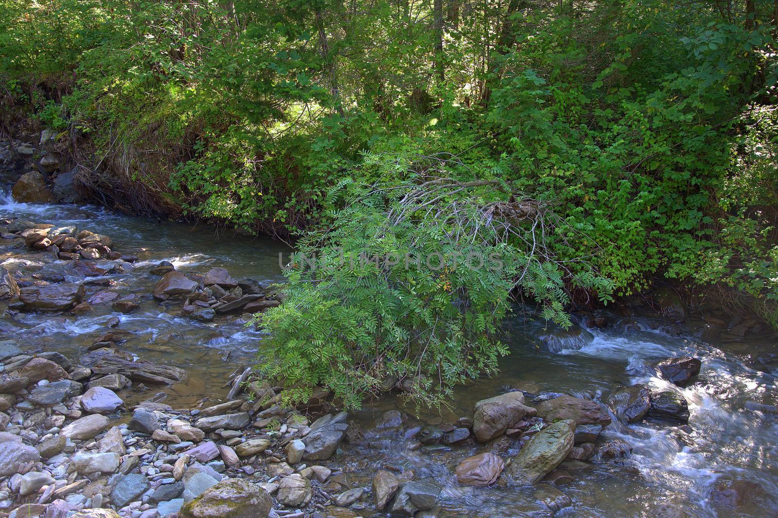 A stormy mountain river runs through a morning summer forest, skirting stones. Altai, Siberia, Russia.