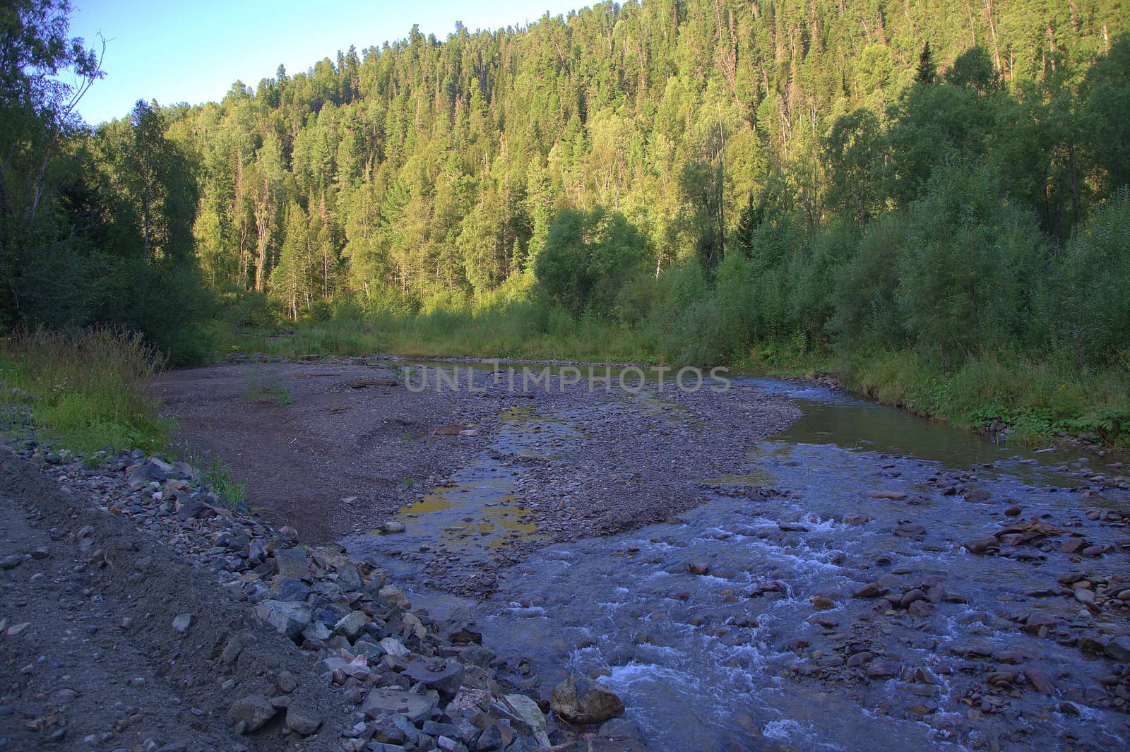 The shore of a rocky mountain river running through a morning summer forest. Altai, Siberia, Russia.