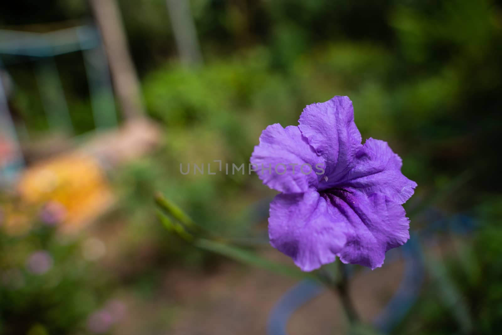 Purple ruellia tuberosa flower in nature garden. Close up purple ruellia tuberosa flower in nature garden