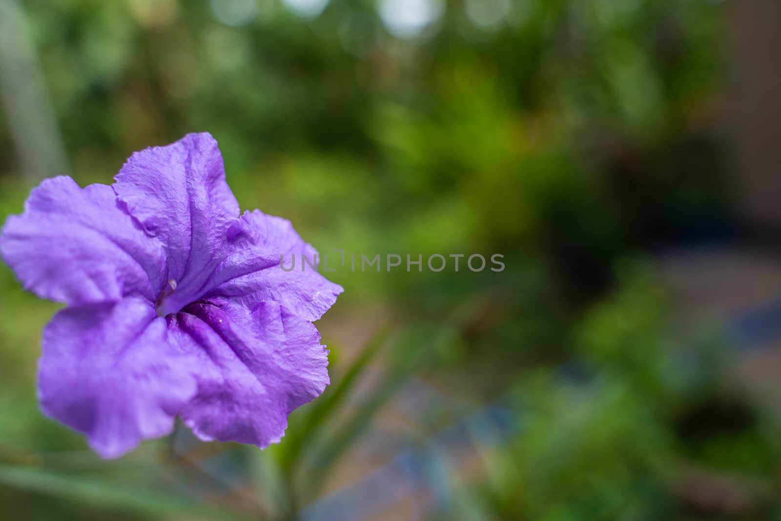 Purple Ruellia Tuberosa Flower Blossom In The Spring Garden Background