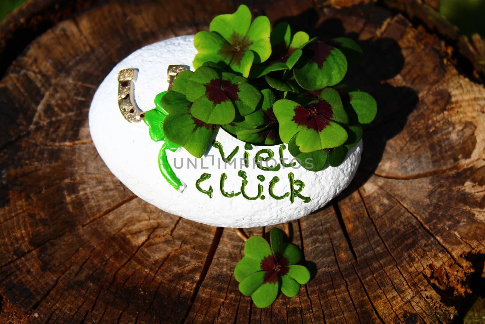 lucky clover on wooden unterground by martina_unbehauen