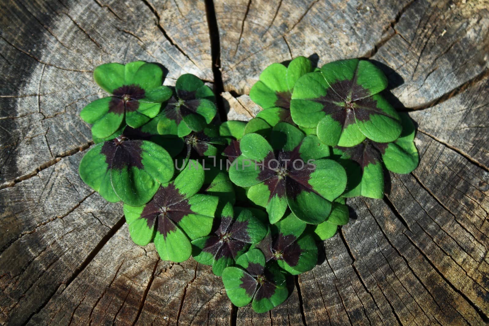 The picture shows lucky clover on wooden underground.