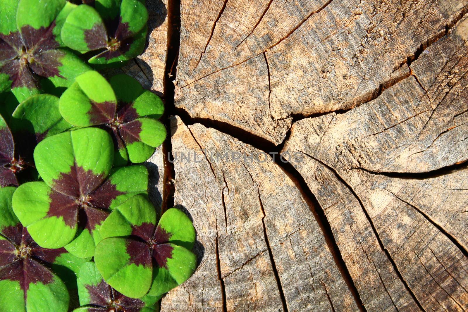 The picture shows a lucky clover border on a wooden background.