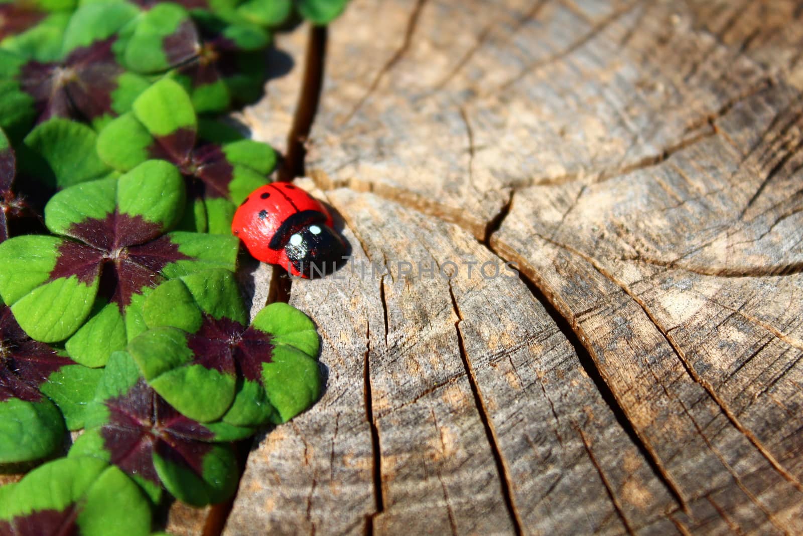 lucky clover border on an old tree trunk by martina_unbehauen