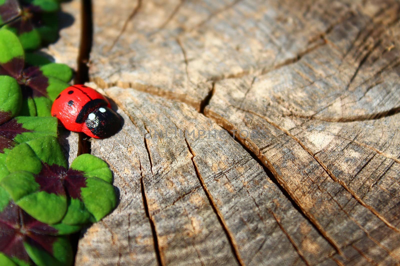 The picture shows a lucky clover border on an old tree trunk.