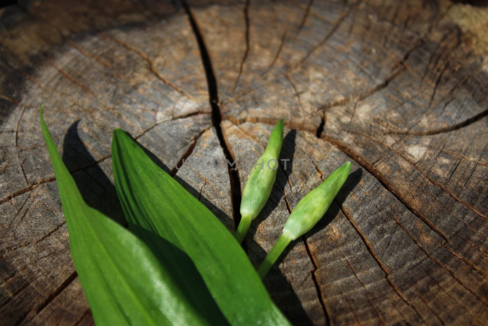 The picture shows wild garlic on an old wood.