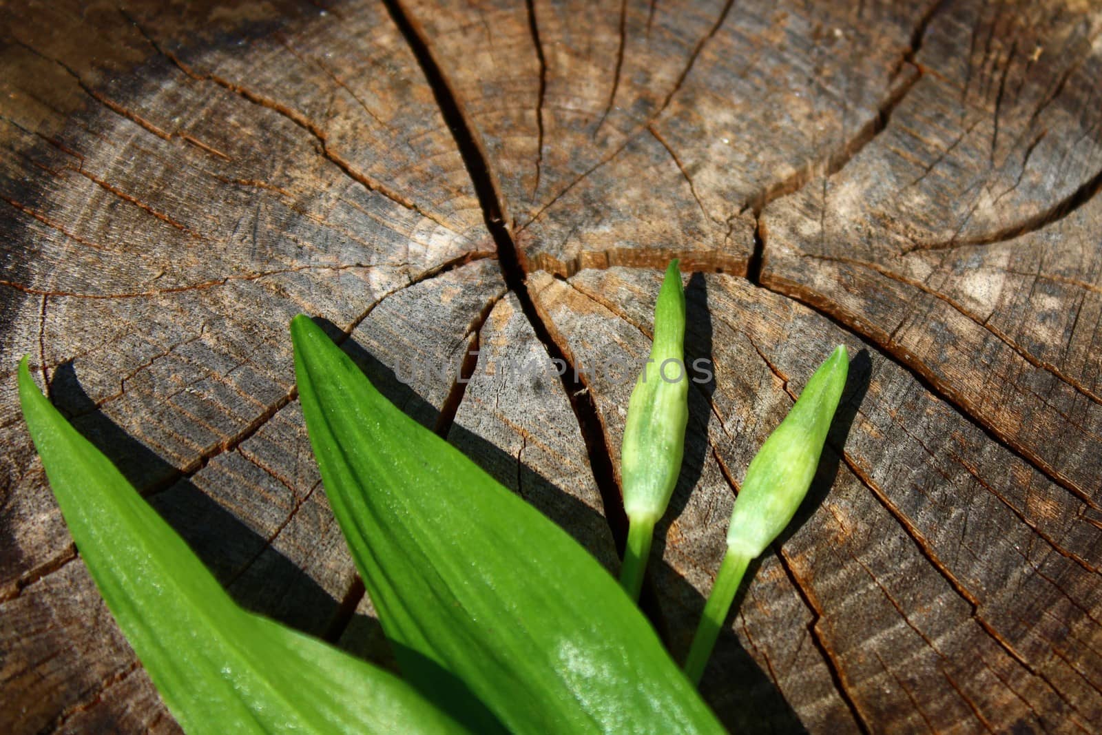 wild garlic on an old tree trunk by martina_unbehauen