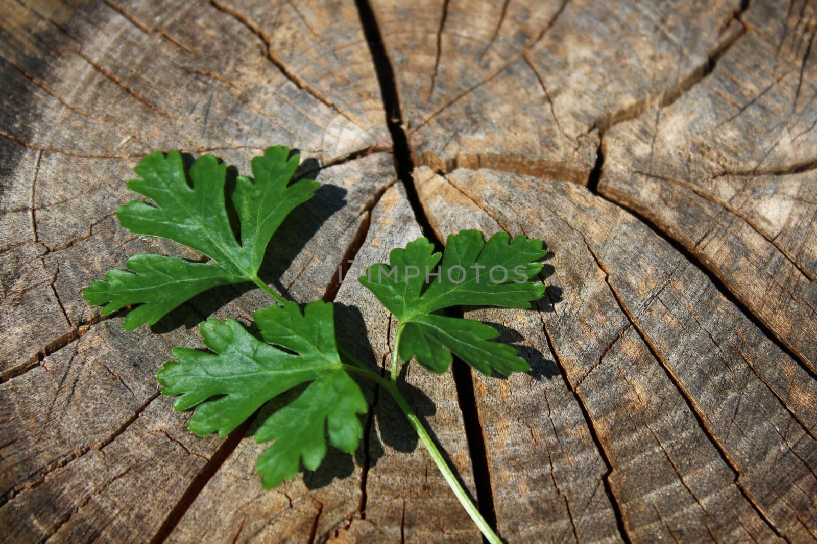 The picture shows parsley on an old wood.