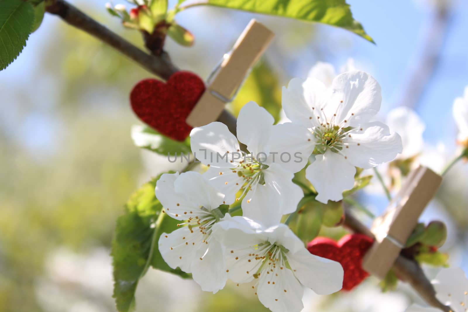 The picture shows red hearts in the blossoming cherry tree.