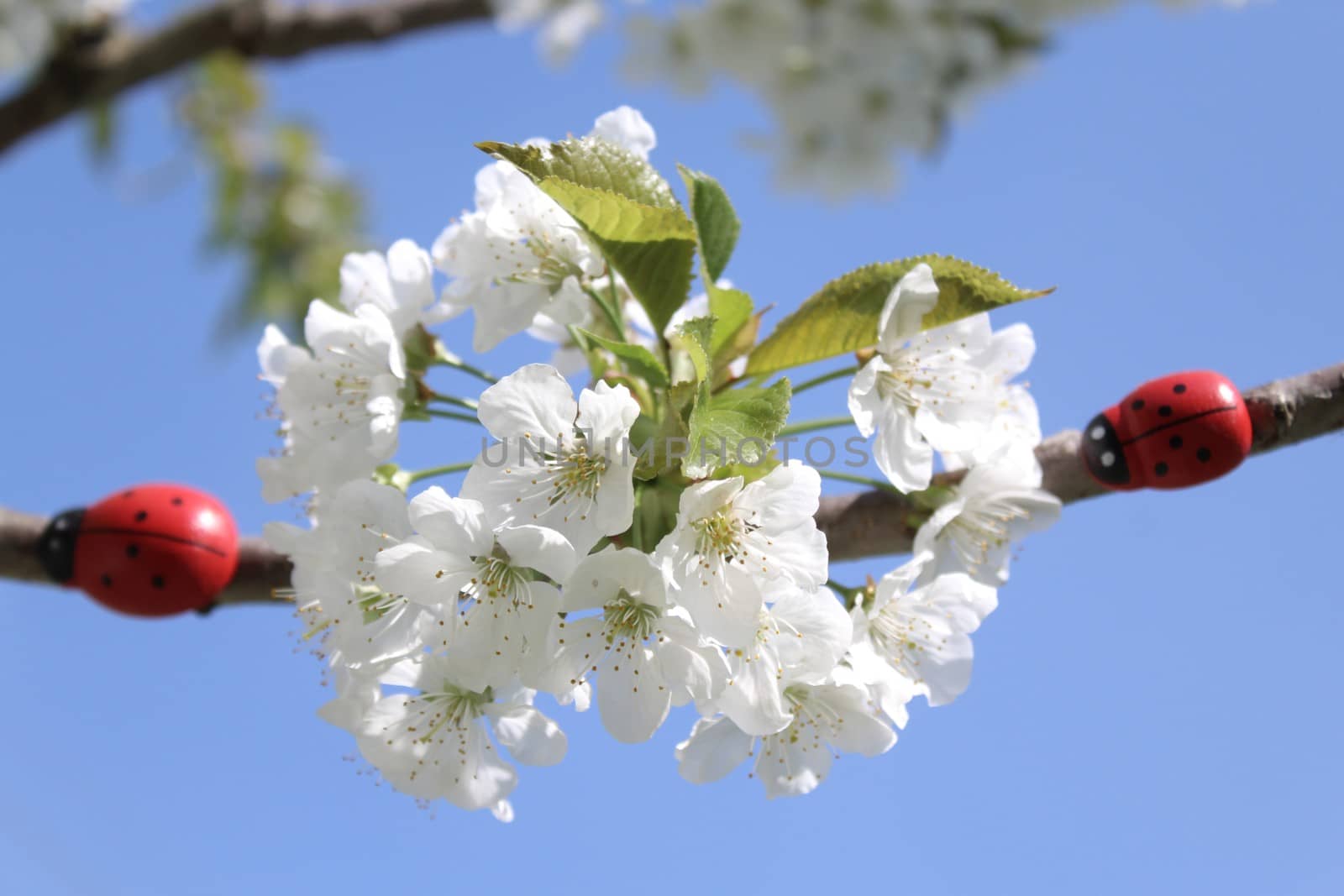 ladybug on a blooming cherry tree by martina_unbehauen