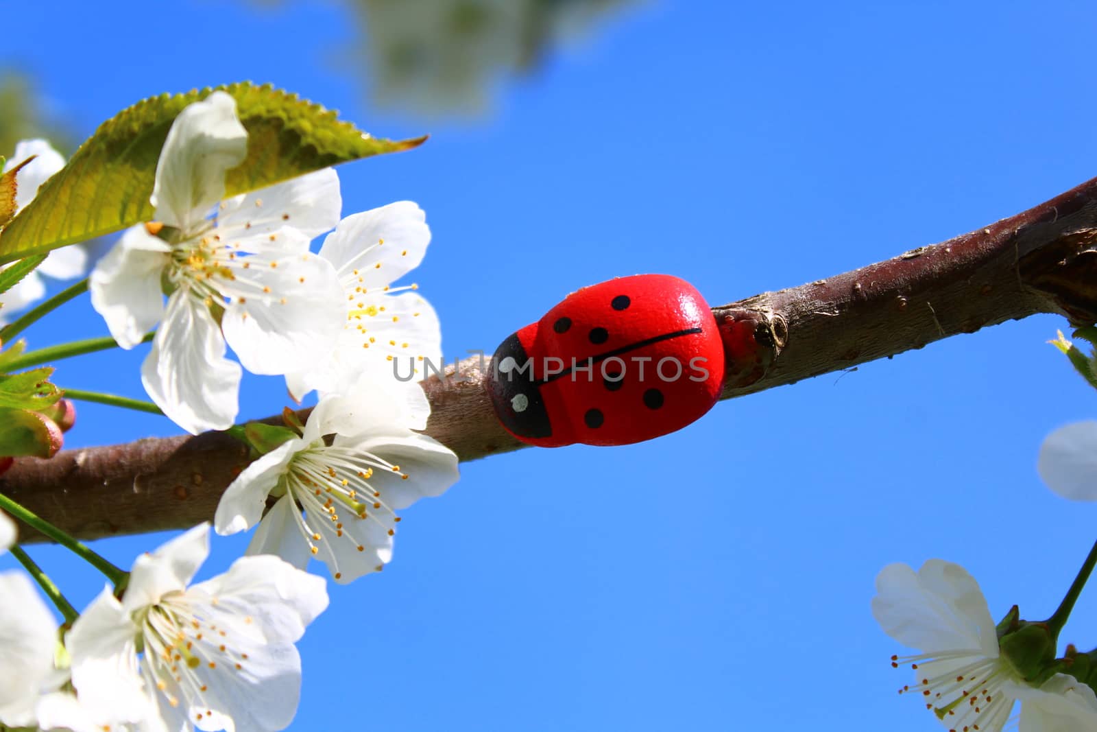 The picture shows a ladybug on a blooming cherry tree.