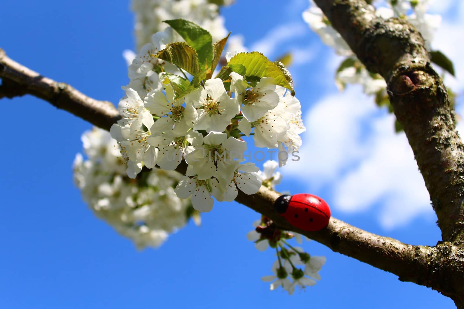 The pictureshows a ladybug on a blooming cherry tree.