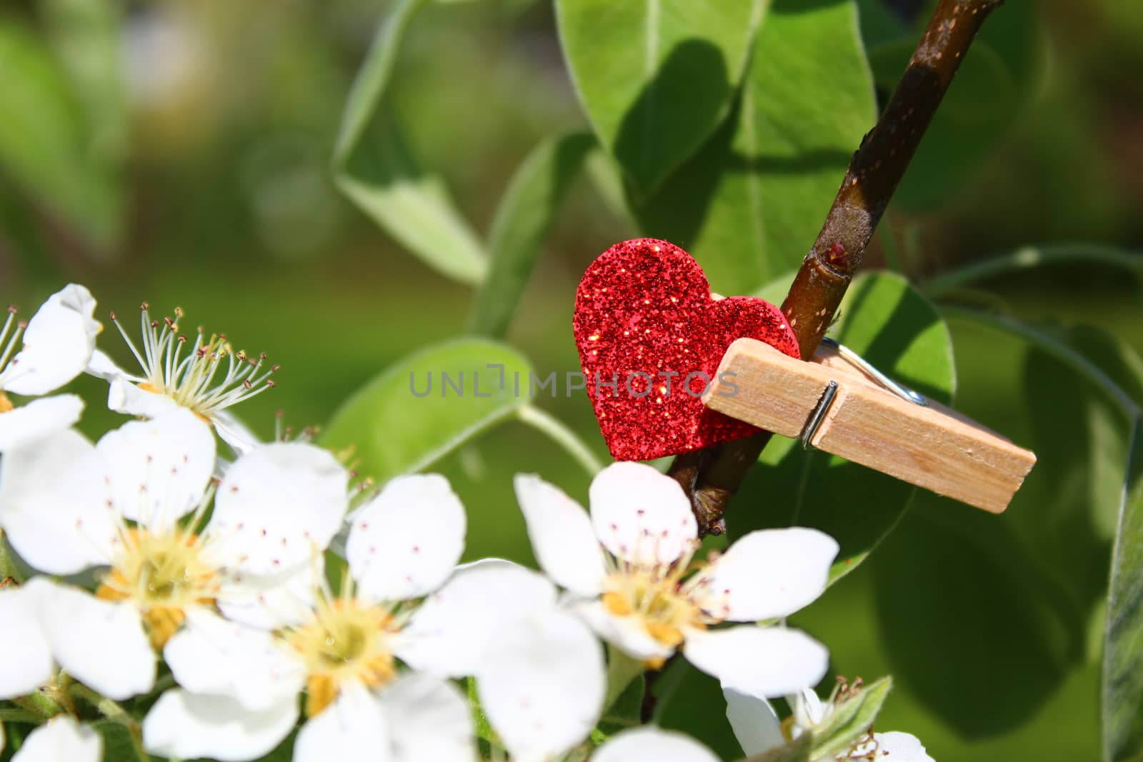 The picture shows a red heart in the pear tree.