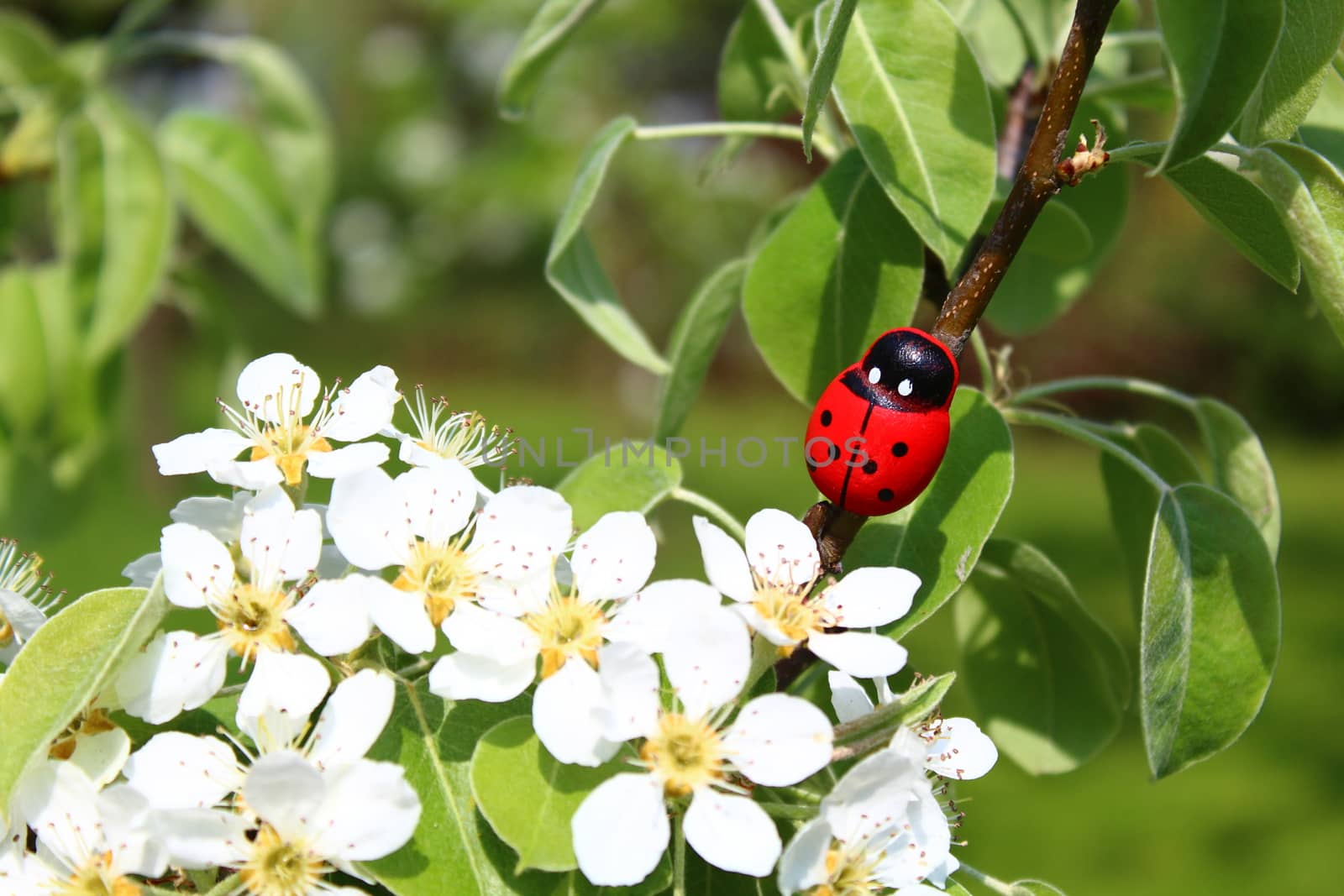 The picture shows a ladybug in a blooming pear tree.