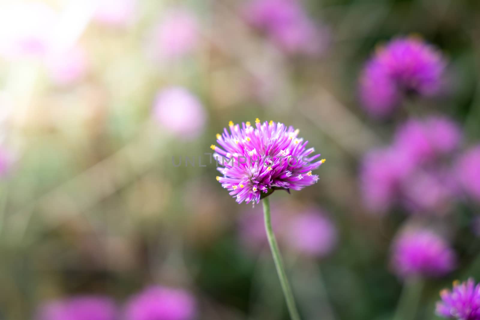 The background image of the colorful flowers, background nature