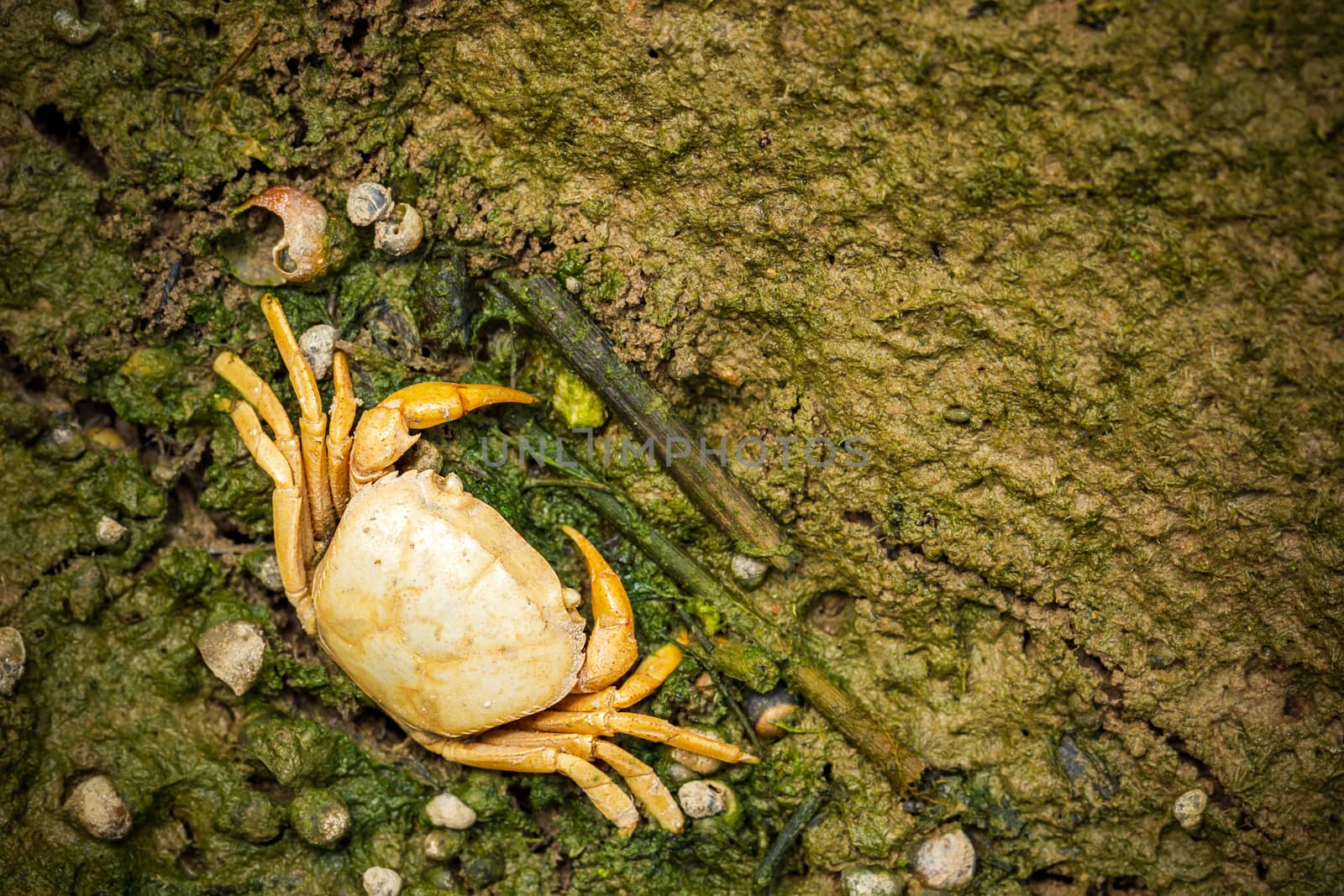 Crab dead on the mud. Closeup and copy space. The impact of the  by SaitanSainam