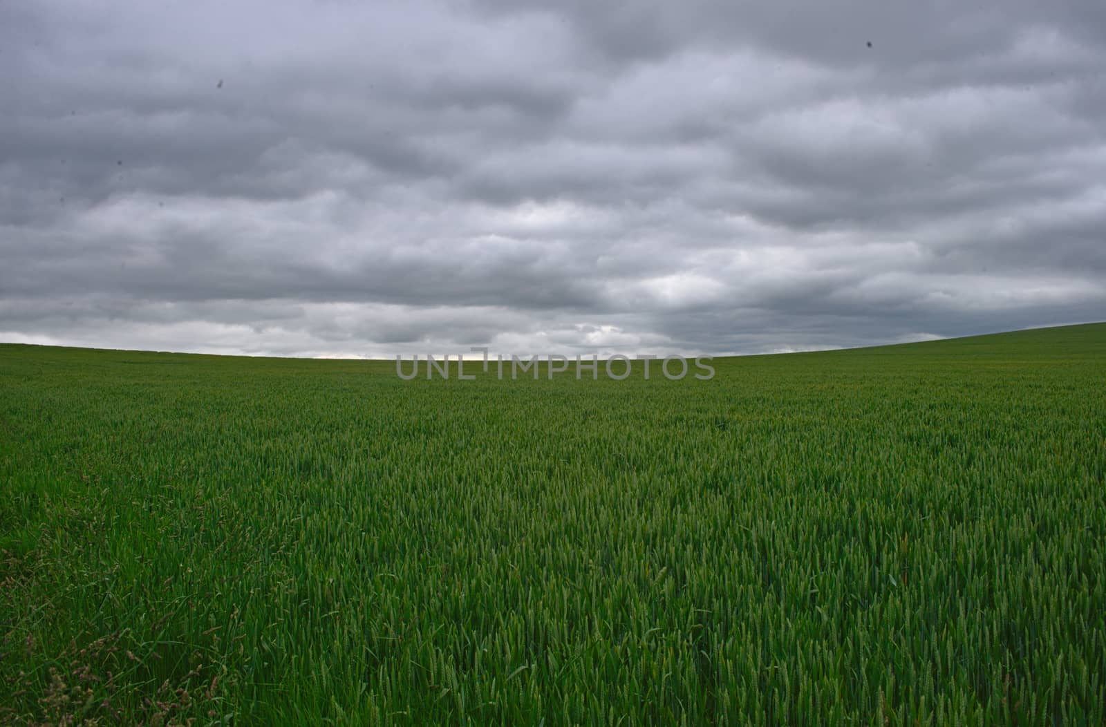 Scenic view on green wheat field and cloudy sky