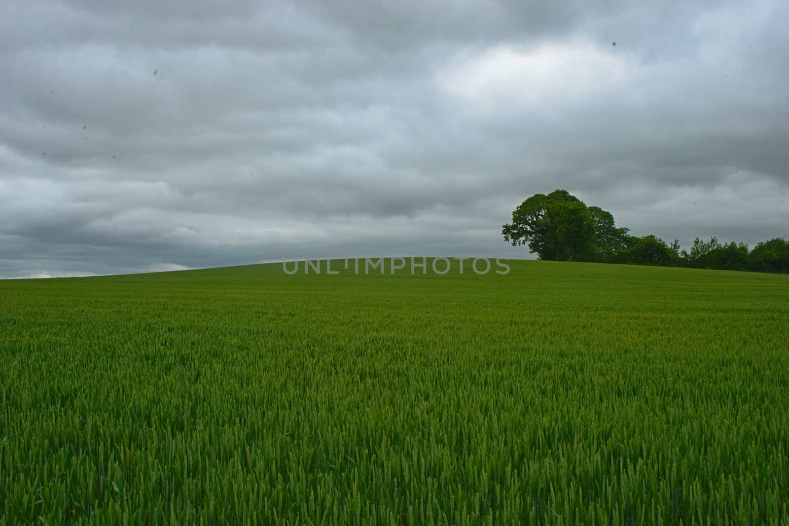 Scenic view on green wheat field and cloudy sky